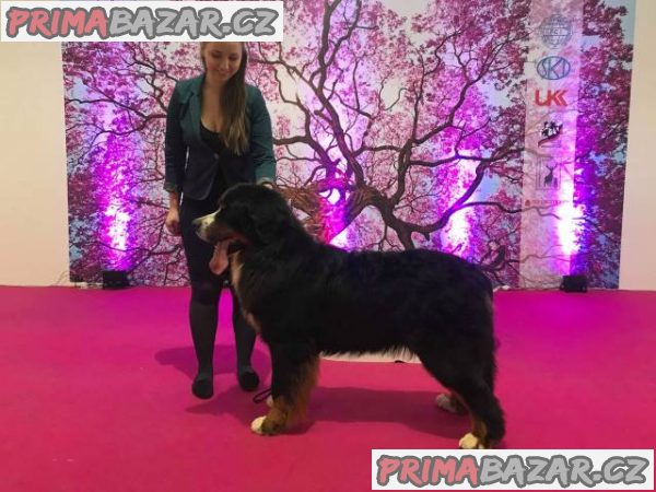 Bernský salašnícky pes – fotografie 1