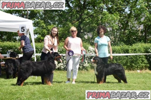 Bernský salašnícky pes – fotografie 2