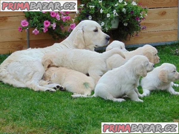 Prodám štěňátka Zlatého retrívra – fotografie 3