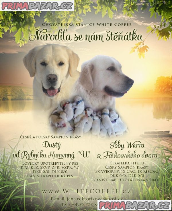 Prodám štěňátka Zlatého retrívra – fotografie 4