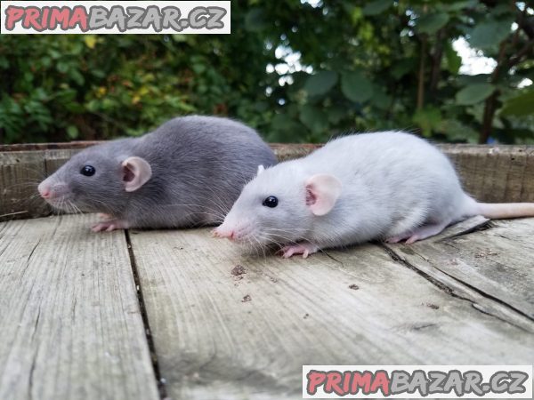 Potkánci - dumbo ihned k odběru i k zamluvení – fotografie 1
