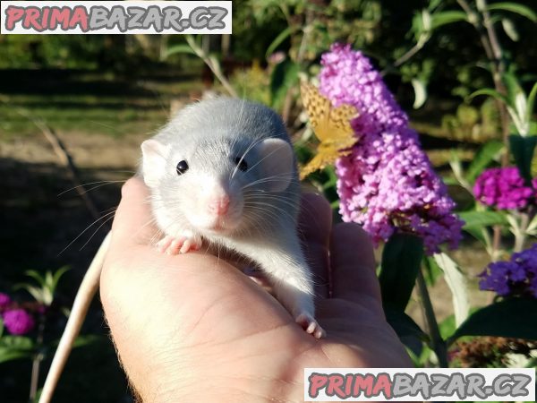 Potkánci - dumbo ihned k odběru i k zamluvení – fotografie 2