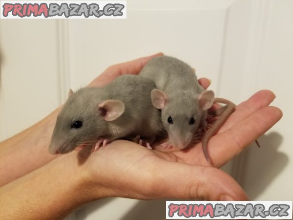 Potkánci - dumbo ihned k odběru i k zamluvení – fotografie 3