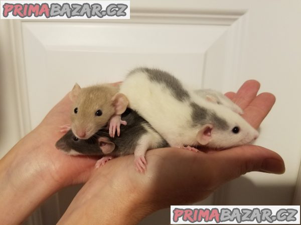 Potkánci - dumbo ihned k odběru i k zamluvení – fotografie 4
