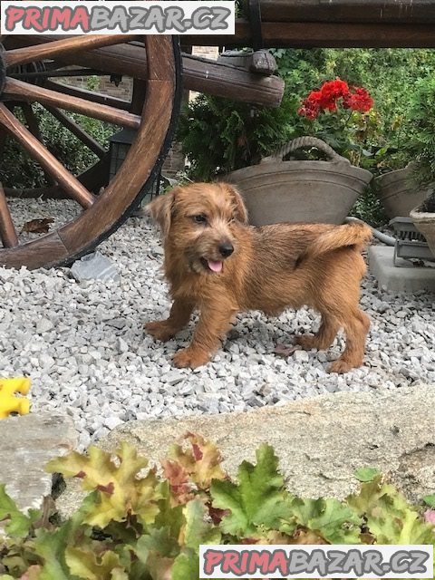 Norfolk Terrier – fotografie 1