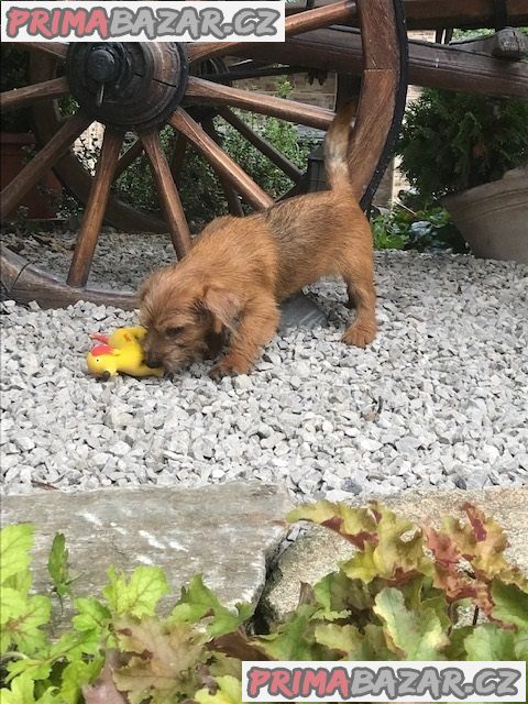 Norfolk Terrier – fotografie 2
