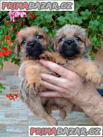 Norfolk Terrier – fotografie 1