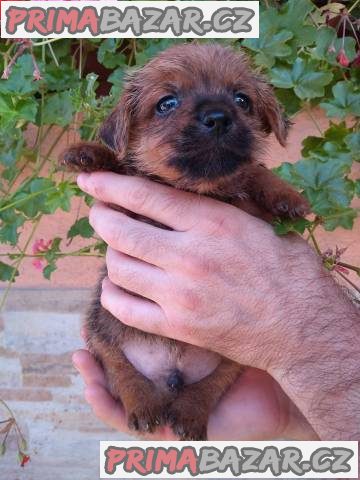 Norfolk Terrier – fotografie 2