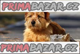 Norfolk Terrier – fotografie 4