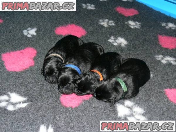 Labrador retriever, štěňata po špičkových rodičích – fotografie 1