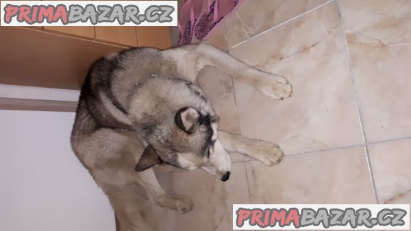 Daruji sibiřského husky – fotografie 1