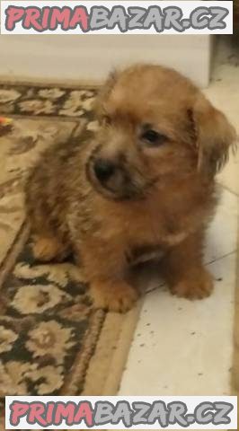 Norfolk Terrier – fotografie 1