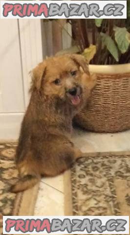 Norfolk Terrier – fotografie 2