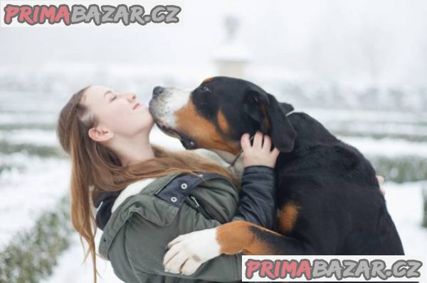 Veľký švajčiarsky salašnícky pes – fotografie 3