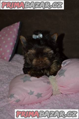 Štěňata Yorkshire Terrier - čokoládový – fotografie 1