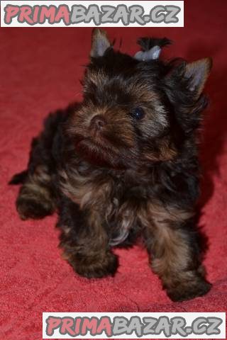 Štěňata Yorkshire Terrier - čokoládový – fotografie 2