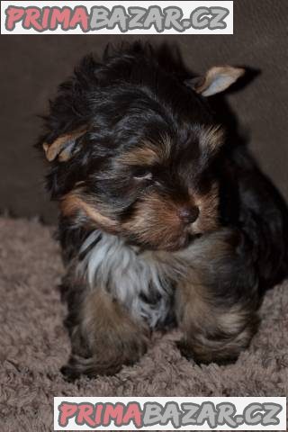 Štěňata Yorkshire Terrier - čokoládový – fotografie 3