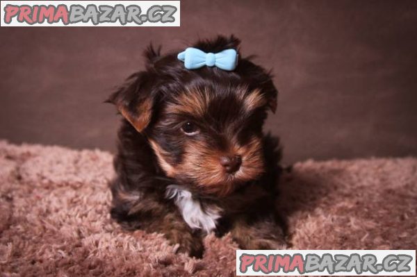 Štěňata Yorkshire Terrier - čokoládový – fotografie 4