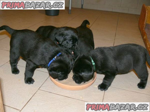 Labrador štěňata po špičkových rodičích – fotografie 2