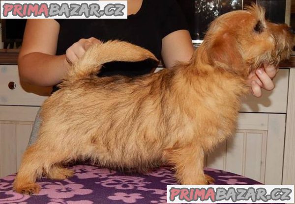 Norfolk Terrier – fotografie 1