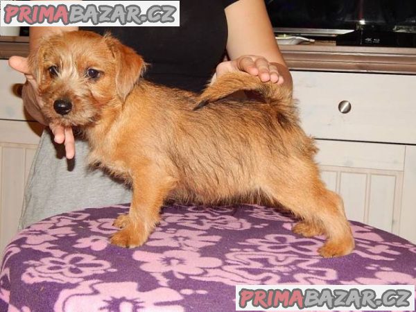 Norfolk Terrier – fotografie 3