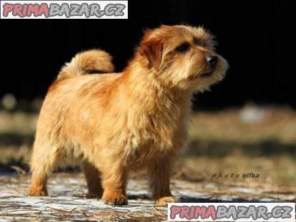 Norfolk Terrier – fotografie 4