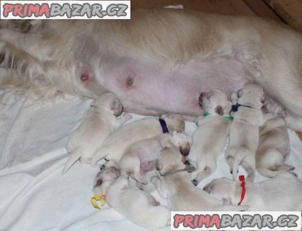 Zlatý retrívr- štěňátka s PP – fotografie 3