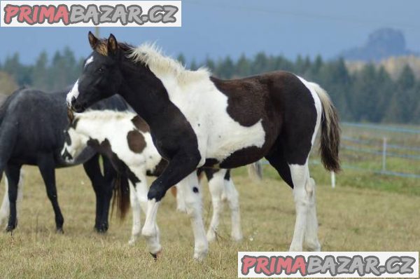 APHA hřebec – fotografie 3