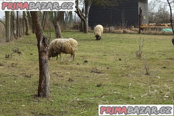 Ovčí stádečko na prodej – fotografie 1