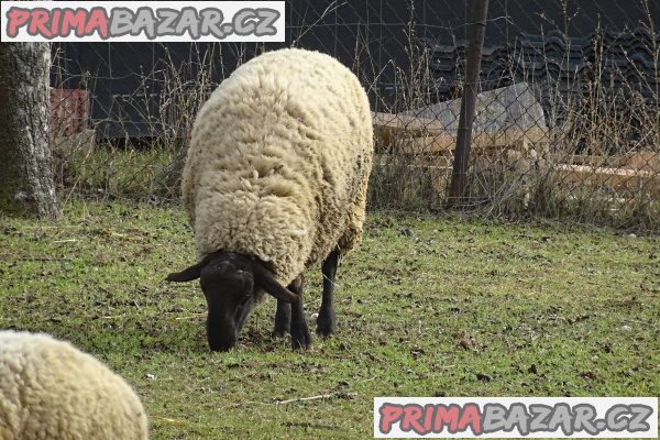 Ovčí stádečko na prodej – fotografie 2