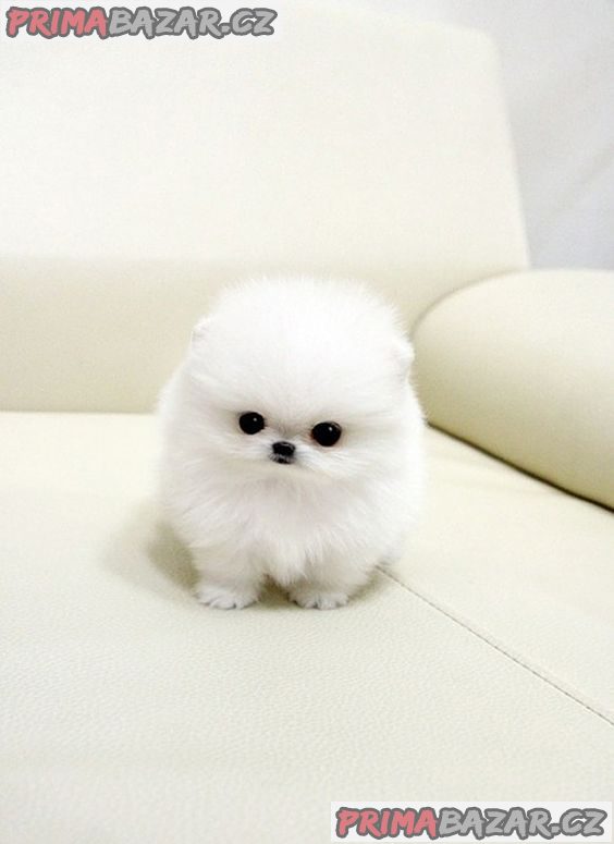 12 týdnů čajový šálek pomeranian štěňátka na prodej – fotografie 1