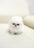 12 týdnů čajový šálek pomeranian štěňátka na prodej