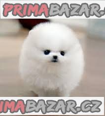 čistá plemeno čajový pohár pomeranian štěňata na prodej