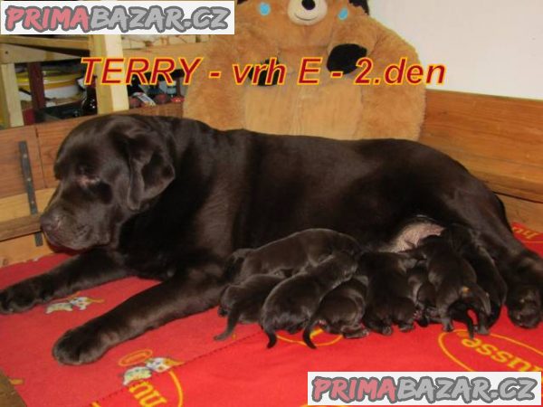 Čokoládový labrador – fotografie 4