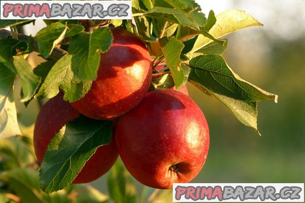 Provádíme zahradnické práce – fotografie 1