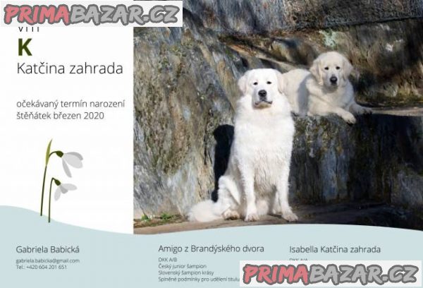 Slovenský čuvač - štěňátka – fotografie 2