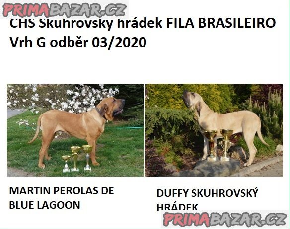 Brazilská Fila, štěňata s PP – fotografie 4