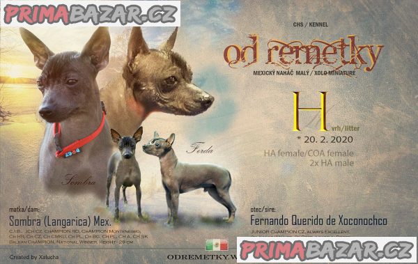 peruánský  a mexický naháč – fotografie 2