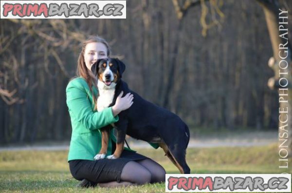 Entlebušský salašnícky pes – fotografie 1
