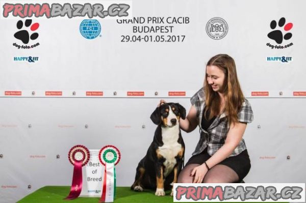 Entlebušský salašnícky pes – fotografie 2