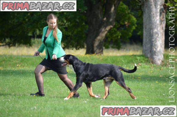 Veľký švajčiarsky salašnícky pes – fotografie 2