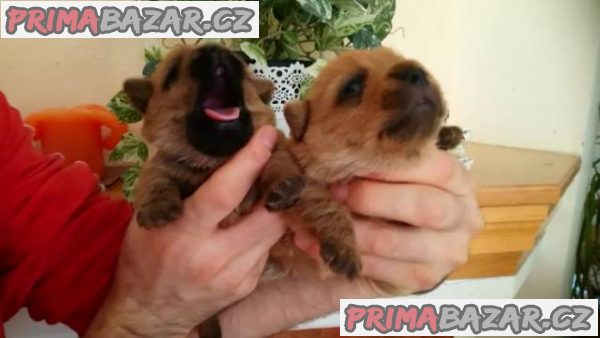 Norfolk Terrier – fotografie 2