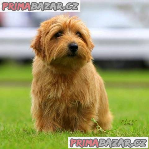 Norfolk Terrier – fotografie 3