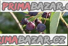 Amelanchier lamarckii - semena