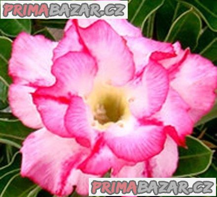 Adenium Double liliput - semena