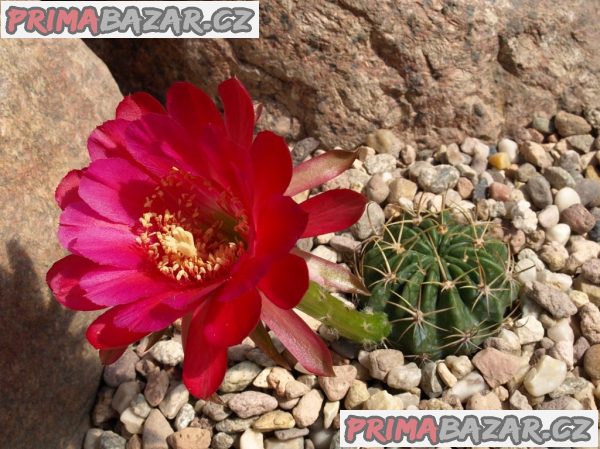 Kaktus Echinopsis obrepanda v.purpurea - semena