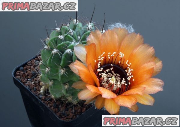 Kaktus Lobivia jajoiana var. Glauca - semena