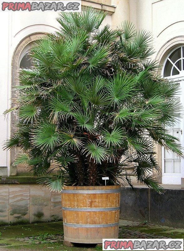 Chamaerops Humilis - naklíčené semeno