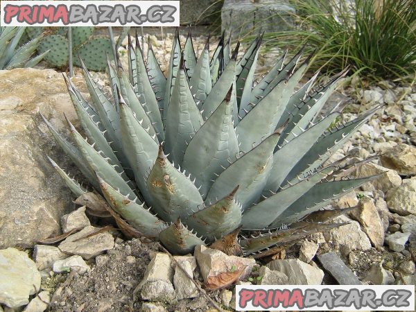 Agave Neomexicana - semena