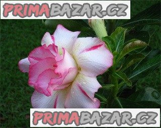 Adenium Amazoninig Thailand - semena
